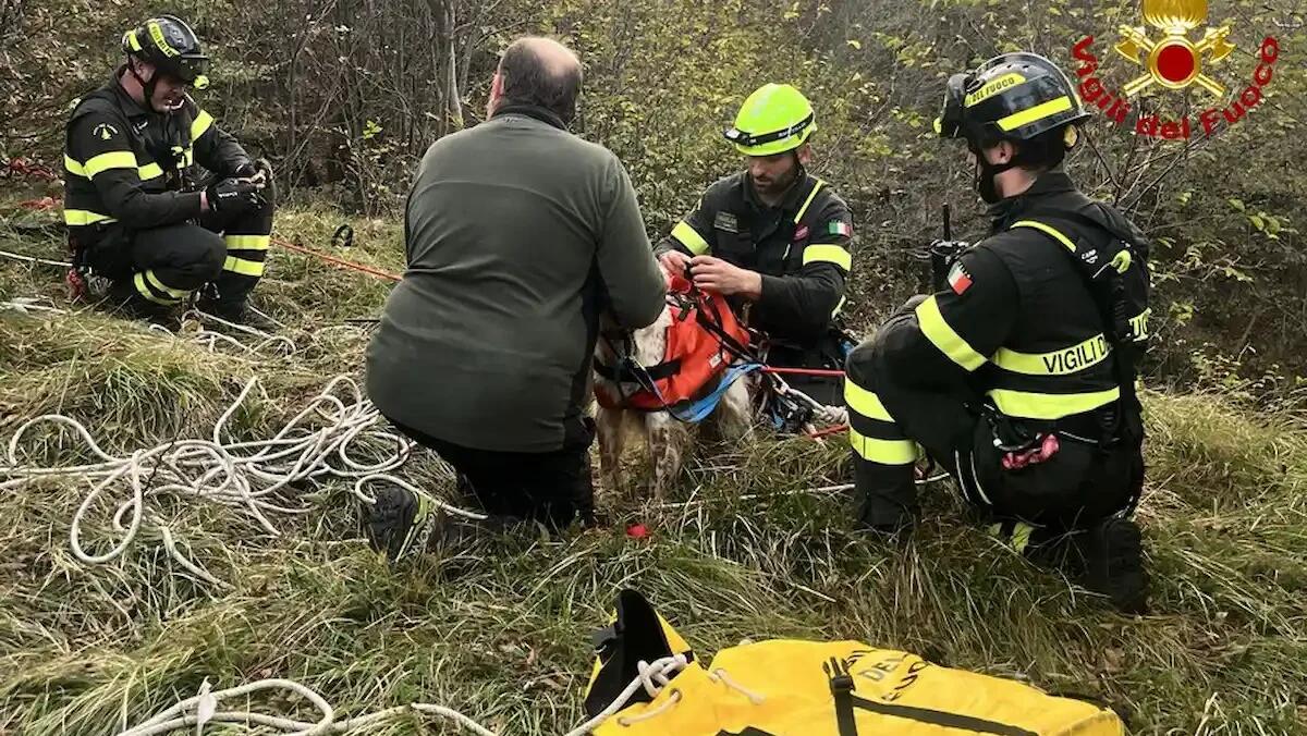 Un altro cane segugio finisce nel burrone per 30 metri: recuperato dai vigili del fuoco - 
