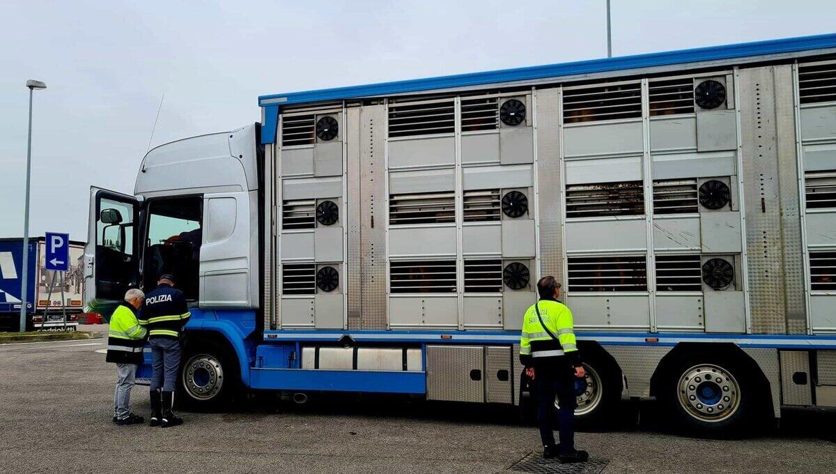 Trasportava vitelli ancora da svezzare, camionista fermato e multato sull'A4 - 