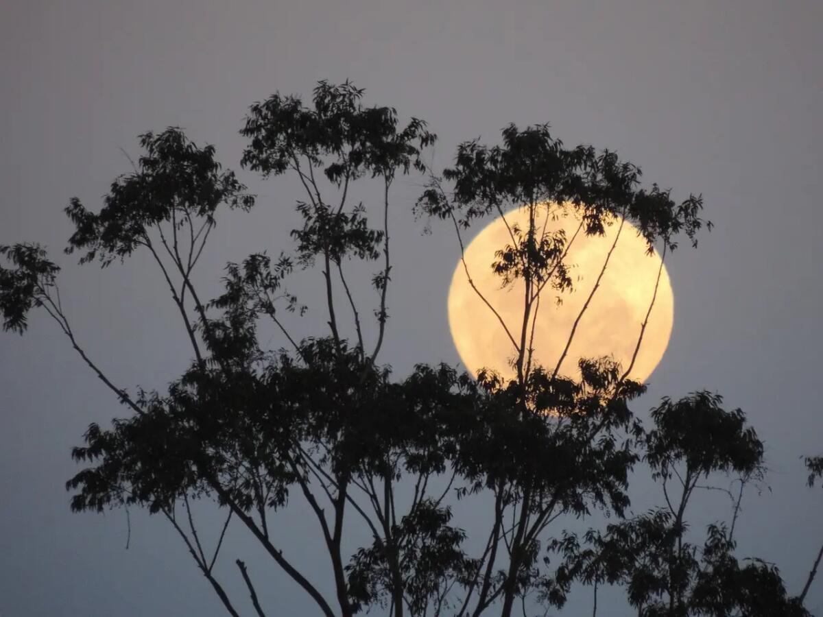 E' in arrivo la Superluna del Cacciatore, sarà la più grande dell’anno. Come vederla e significato - 