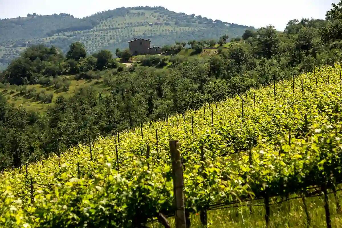 Corciano: un viaggio tra vini e tradizioni culinarie - 