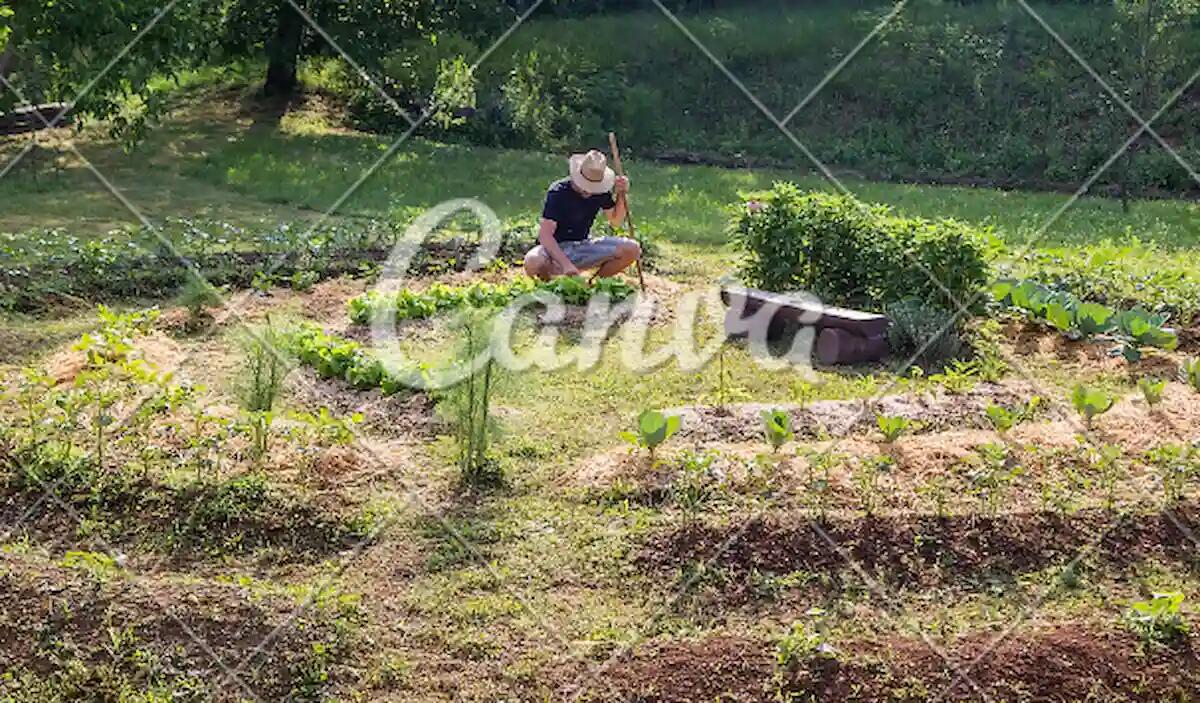 Permacultura: da Vallevecchia al tuo orto, l'agricoltura sostenibile - 