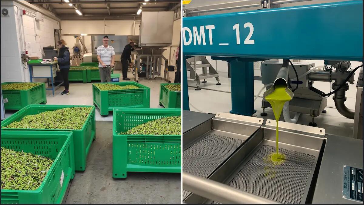 Crescita dell'olivicoltura in Friuli Venezia Giulia: nuove opportunità di finanziamento - 