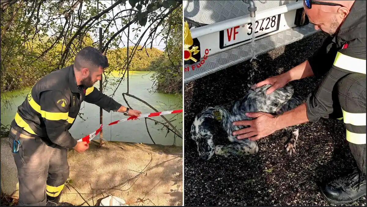 Durante la passeggiata cade in una vasca e rischia di annegare: setter strappato alla morte - 