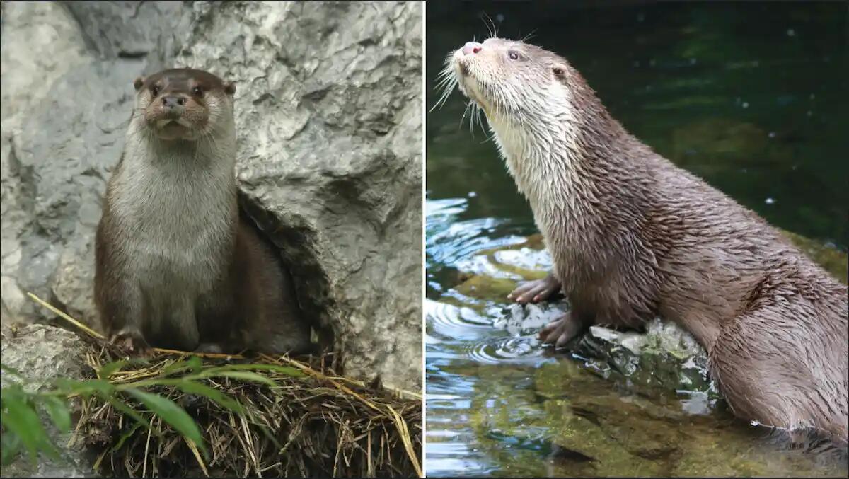 La lontra torna a popolare i fiumi: un incontro informativo a Forgaria - 