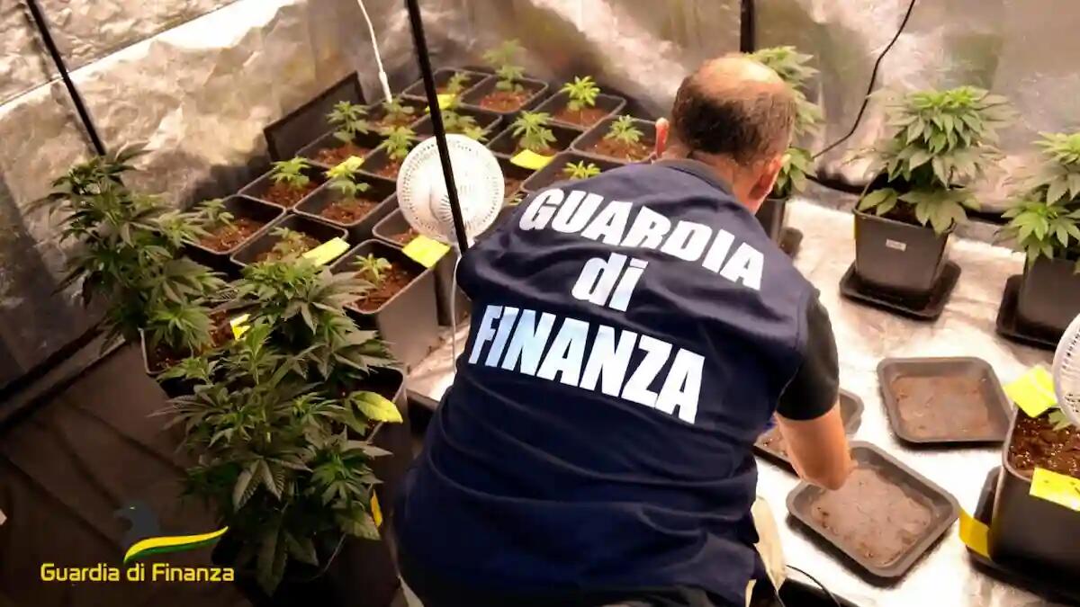 Coltivava piante di marijuana sul terrazzo di casa: denunciato un uomo - 