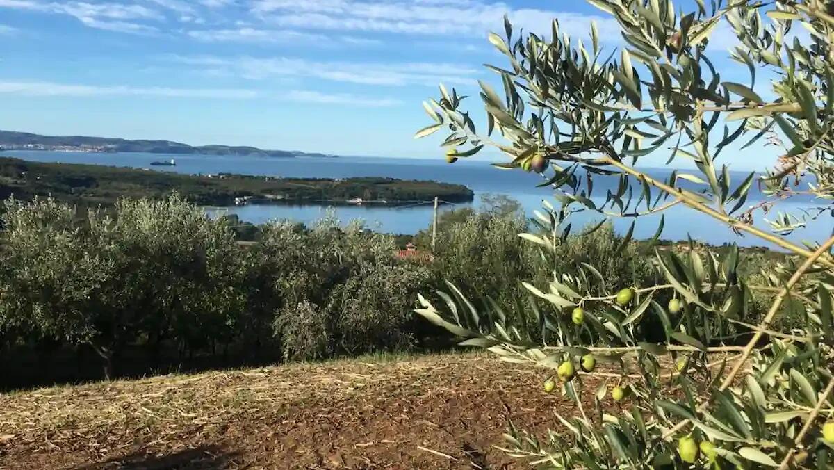 Camminata tra gli Olivi 2024: un evento per salvare il patrimonio olivicolo - 