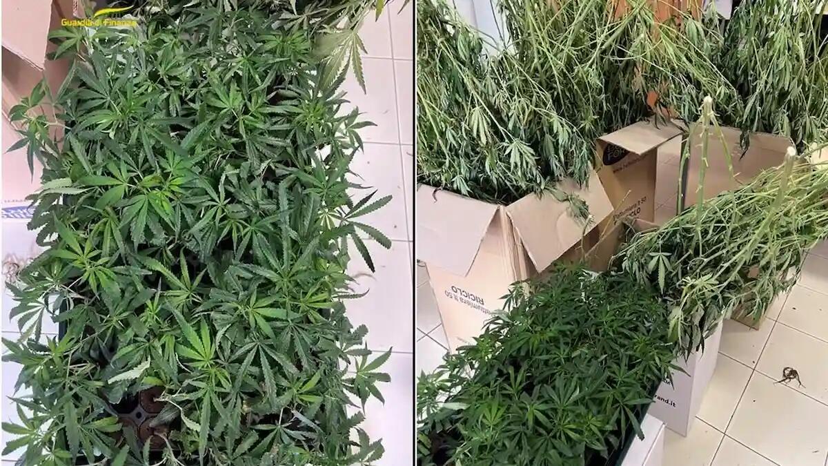 Scoperto un laboratorio di marijuana in una cascina: arrestato 28enne albanese | VIDEO - 