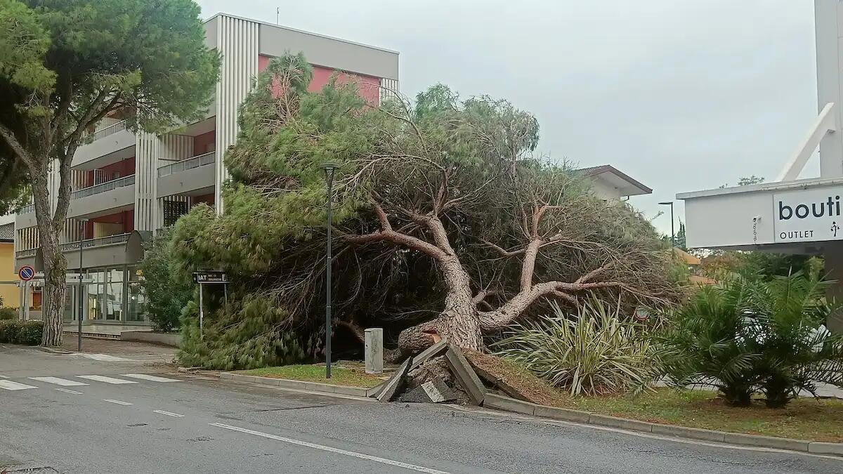 Caduta di un pino a Bibione, allerta in Corso del Sole - 