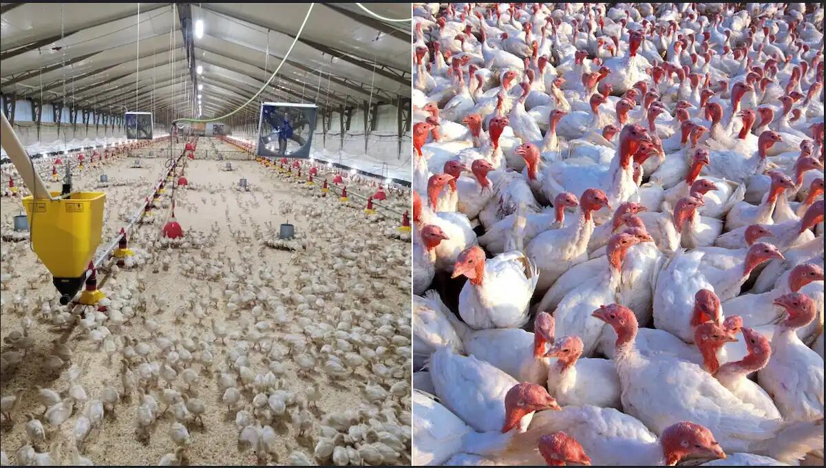 Influenza aviaria a San Giorgio di Nogaro: «saranno soppressi oltre 20mila tacchini» - 