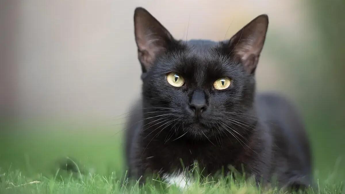 Giornata del Gatto Nero, 17 novembre: storia, superstizioni ed eventi -