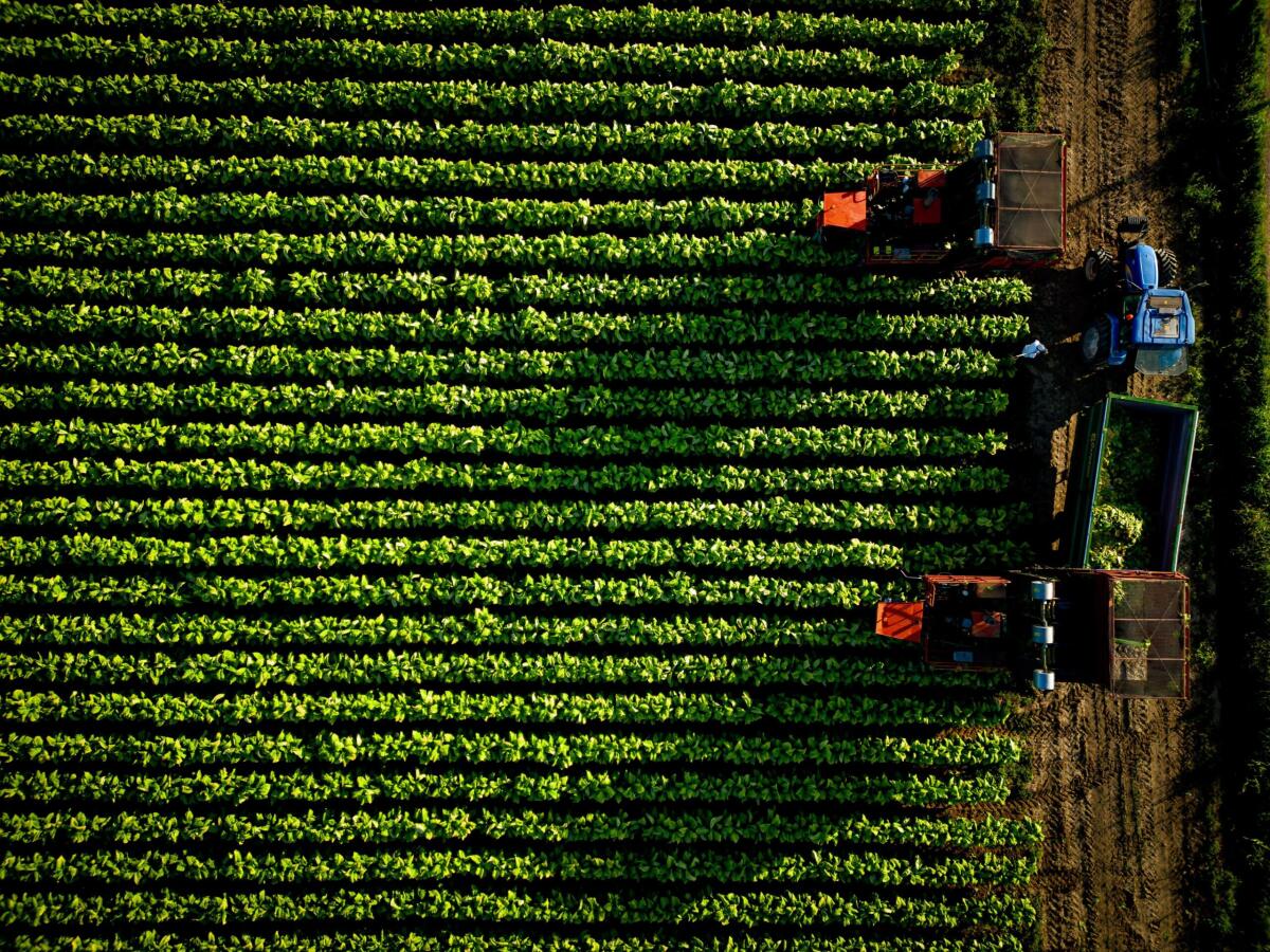 Philip Morris Italia e Coldiretti: un accordo decennale per garantire certezze e programmazione nella filiera - 