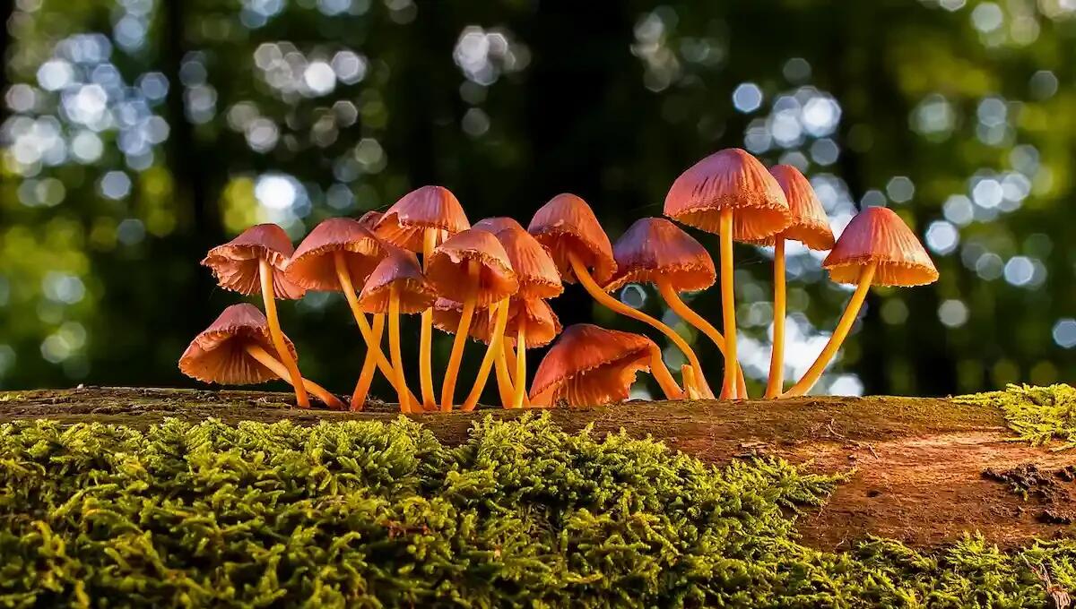 Ingerisce un fungo allucinogeno: bimbo ricoverato in pediatria - 