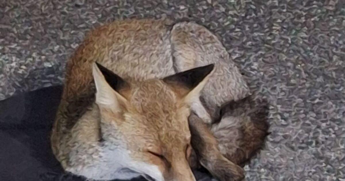 Roma: avvistata una volpe a Fonte Laurentina - 