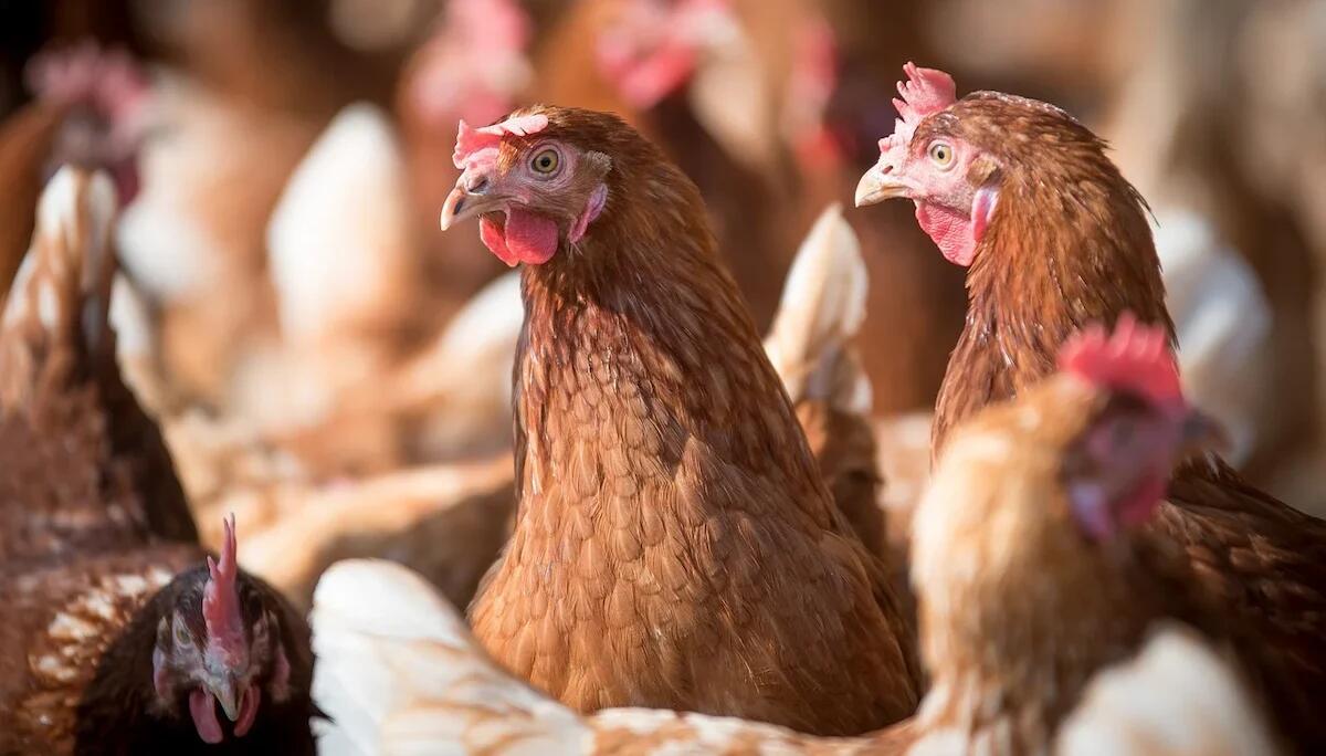 Influenza aviaria, emergenza nel Trevigiano: 4 allevamenti colpiti, abbattuti gli animali infetti - 