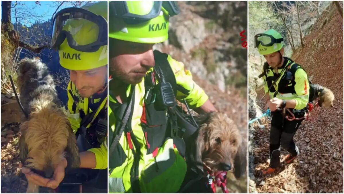 Kira rimane bloccata su uno sperone di roccia durante la caccia: salvata dopo 3 giorni - 