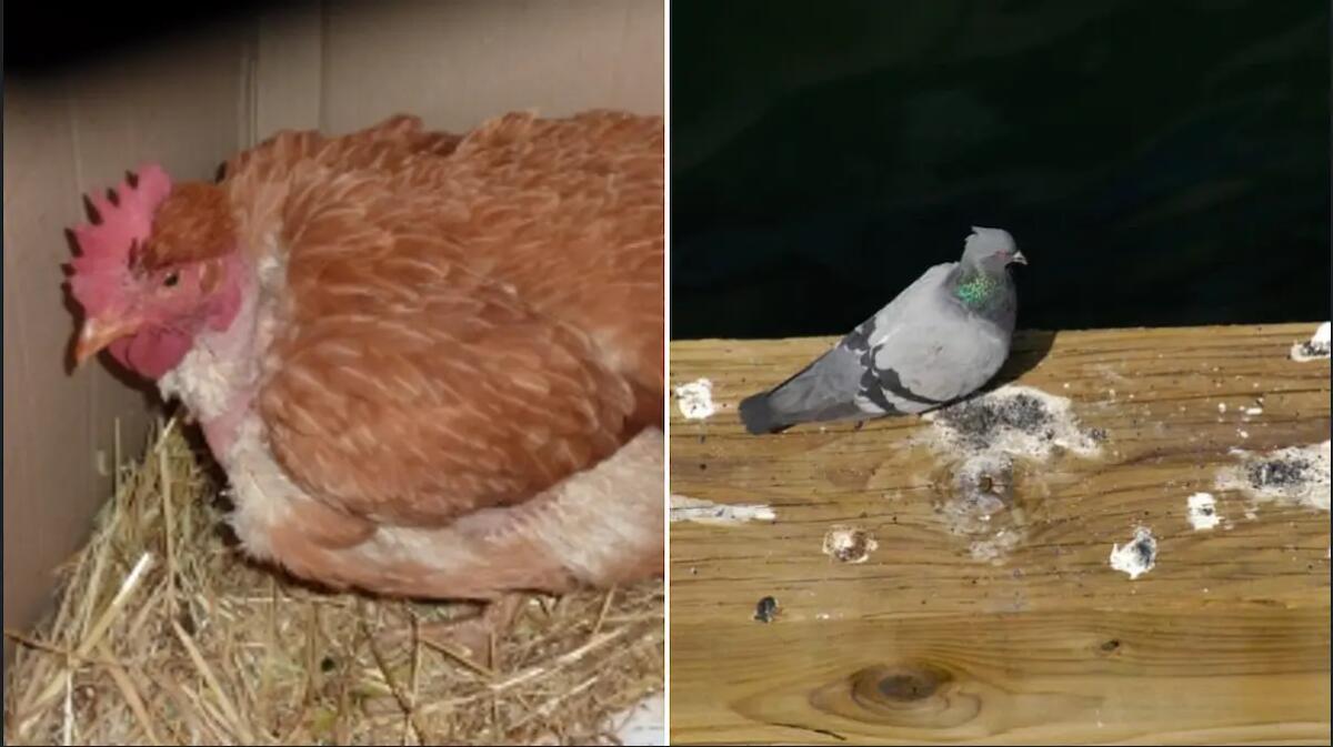 Detiene 20 animali da cortile all'interno dell'appartamento: multato un uomo - 