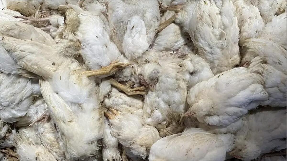 Focolaio di aviaria nella Bassa: abbattuti avicoli e circoscritto l'allevamento - 