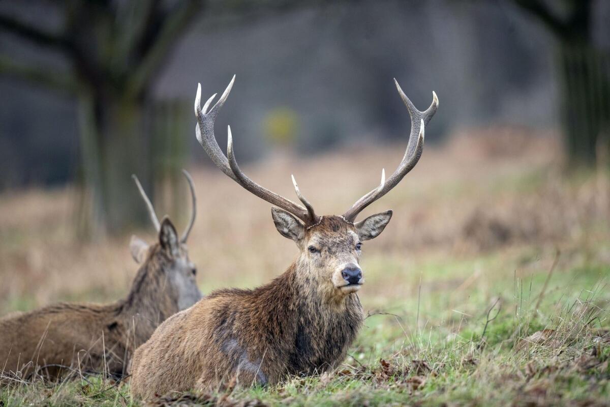 Il Consiglio di Stato blocca la caccia ai cervi in Abruzzo - 