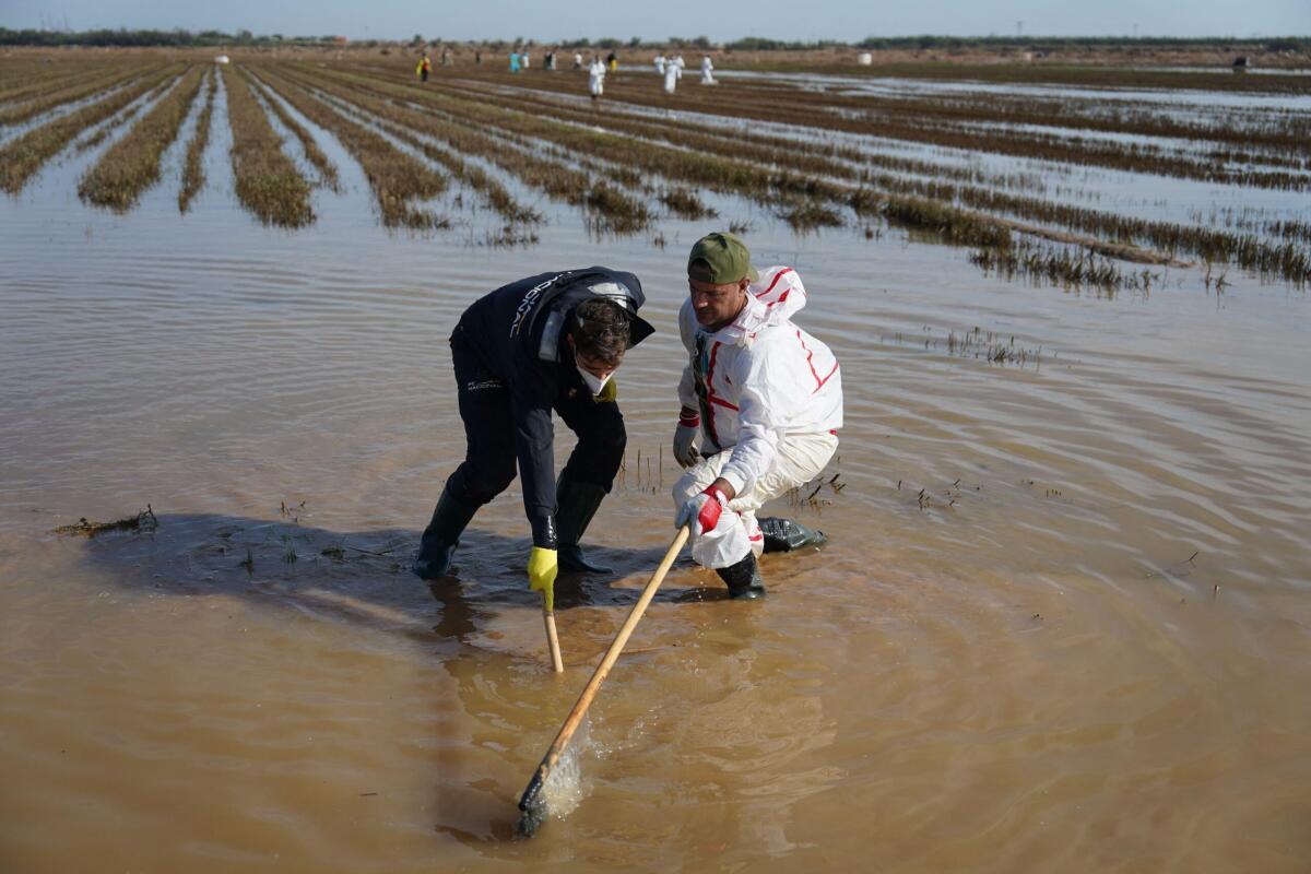 Re Felipe ritorna a Valencia, bilancio delle alluvioni in Spagna raggiunge 223 morti - 