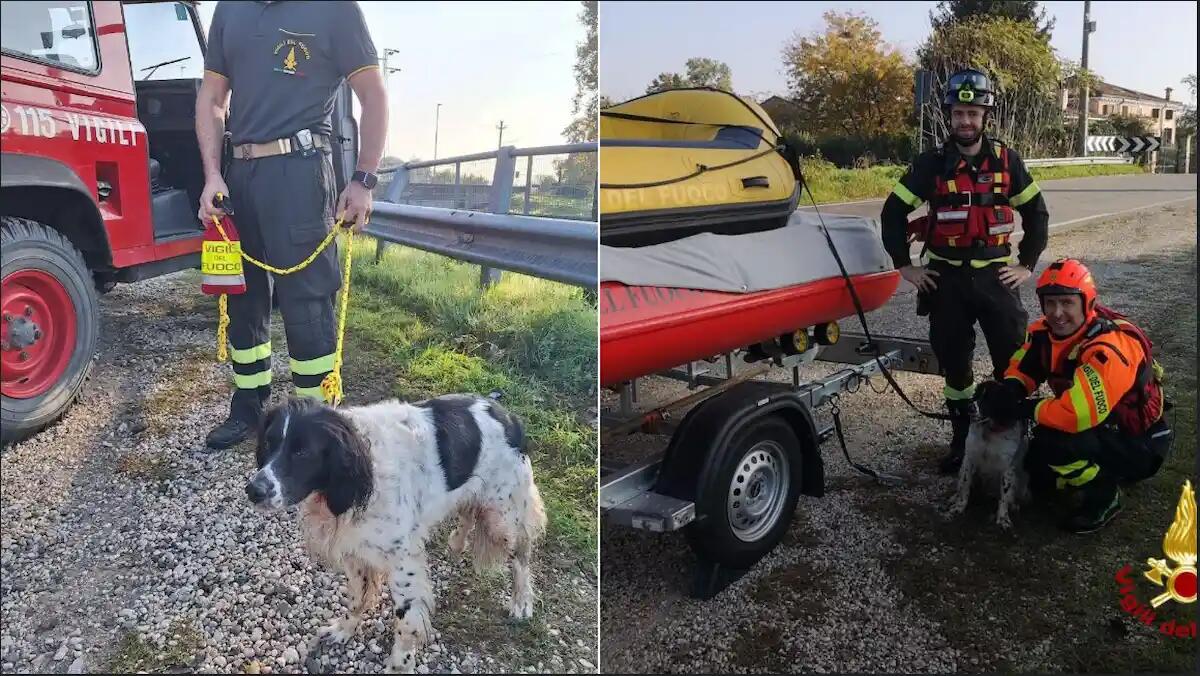 Lucy bloccato nel canale rischia di annegare: cane da caccia salvato in extremis dai pompieri - 