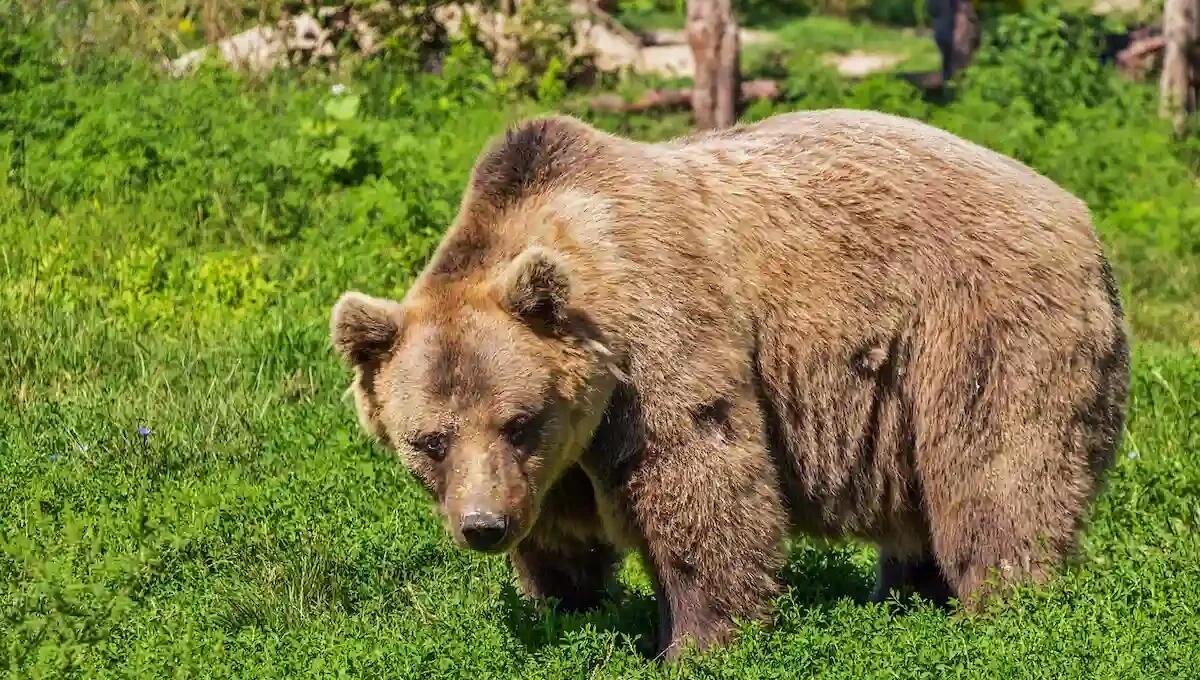 Orso attacca un'azienda agricola: uccisi 3 asini, feriti altrettanti, 8 dispersi -