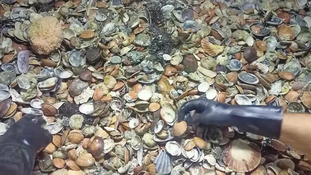 I pescatori del Friuli Venezia Giulia sostengono la protesta veneta per la crisi del settore ittico - 