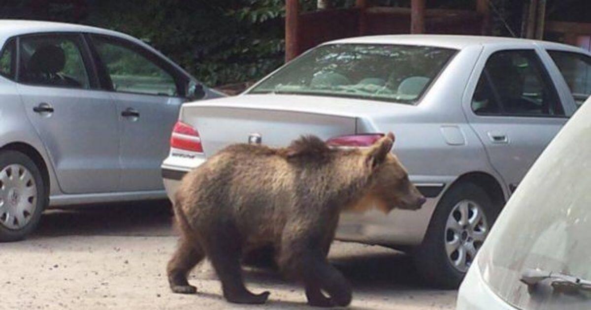 L'orsa F36 non doveva essere uccisa. Il Consiglio di Stato ha dichiarato l'illegittimità dell'ordine - 