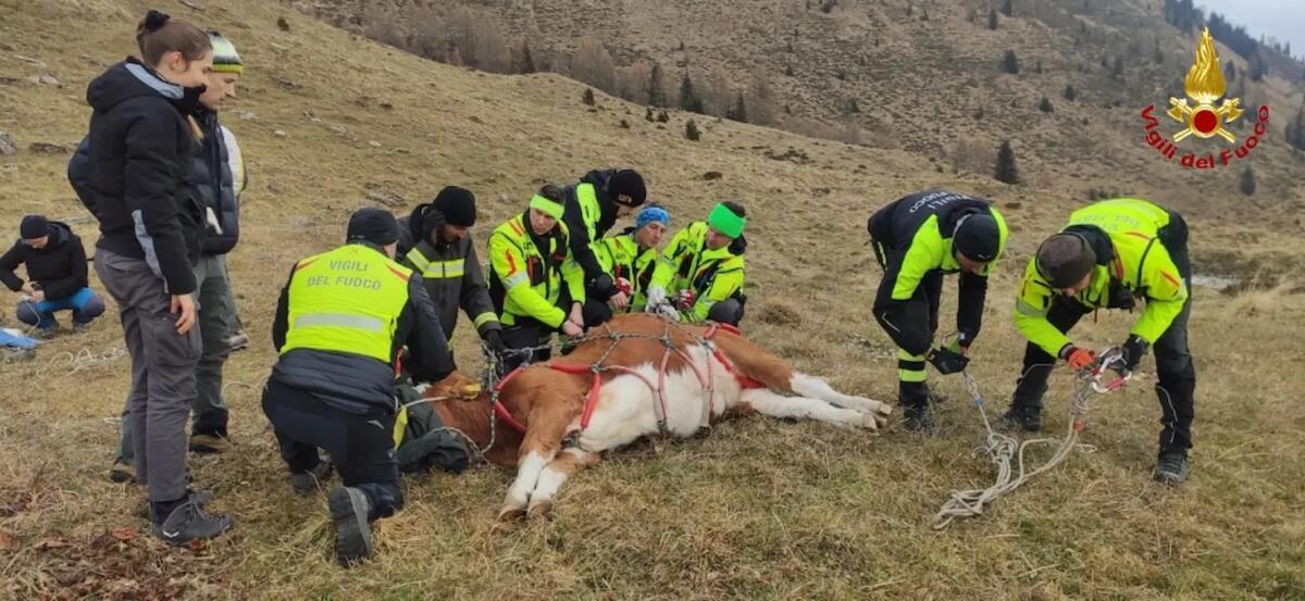 Sauris. Due bovini attaccati da un orso, fuggono e si perdono: recuperati - 