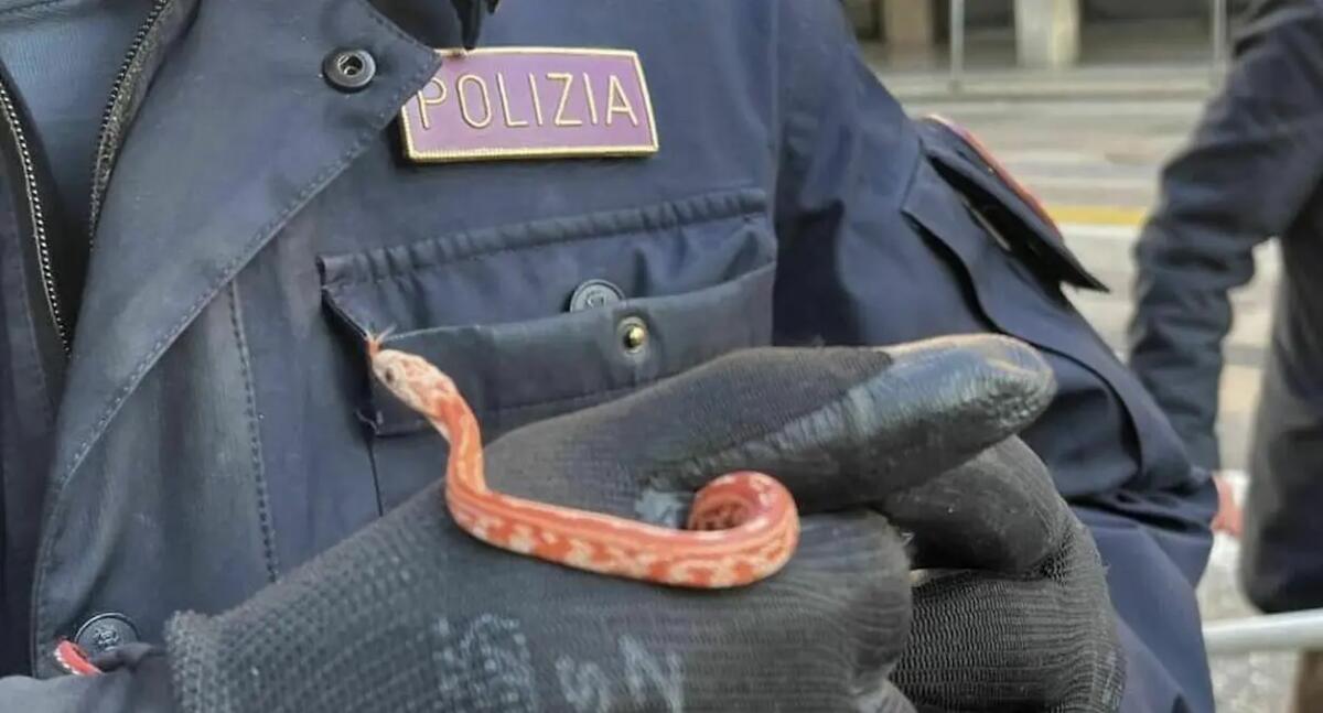 Serpente del grano in pieno centro: la polizia lo recupera. «Scappato da un'abitazione» - 