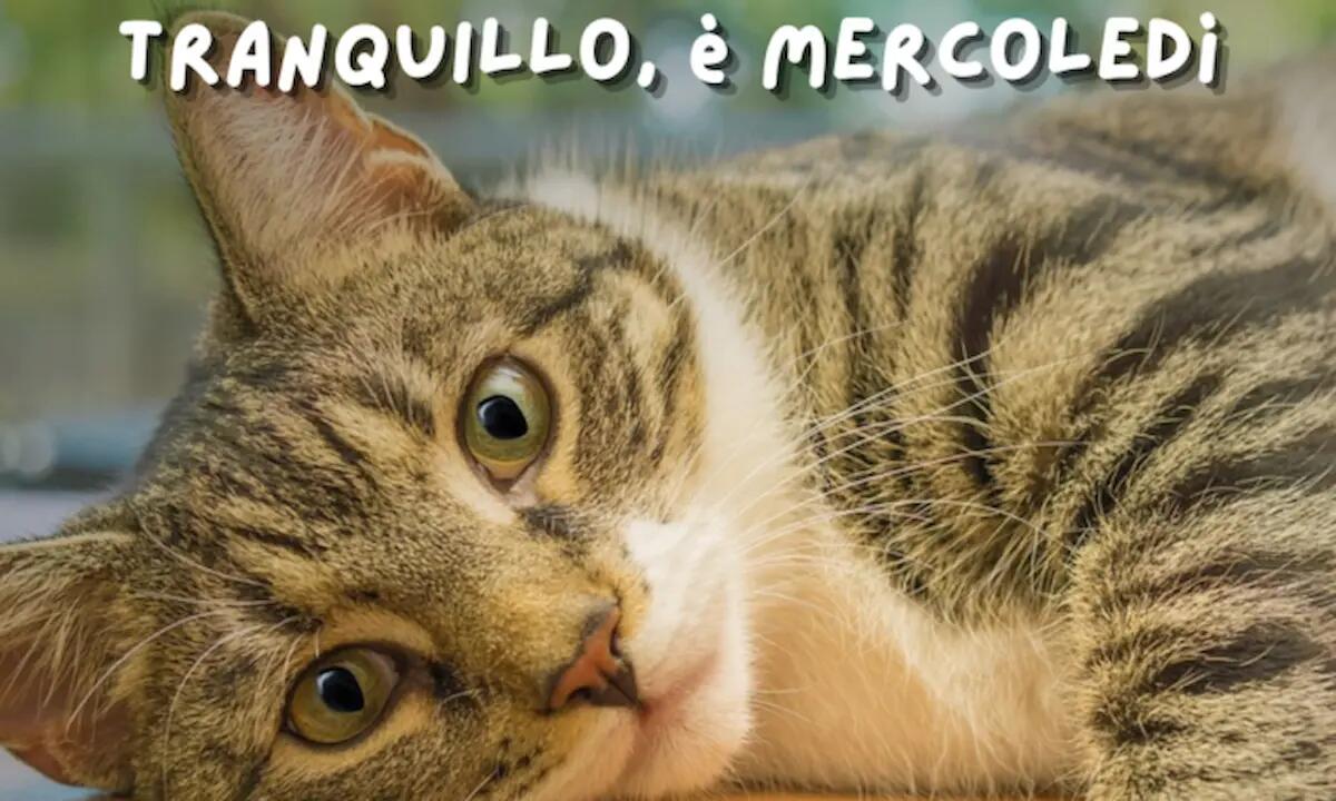 Frasi e immagini Buongiorno Buon Mercoledì 27 novembre 2024 da condividere -