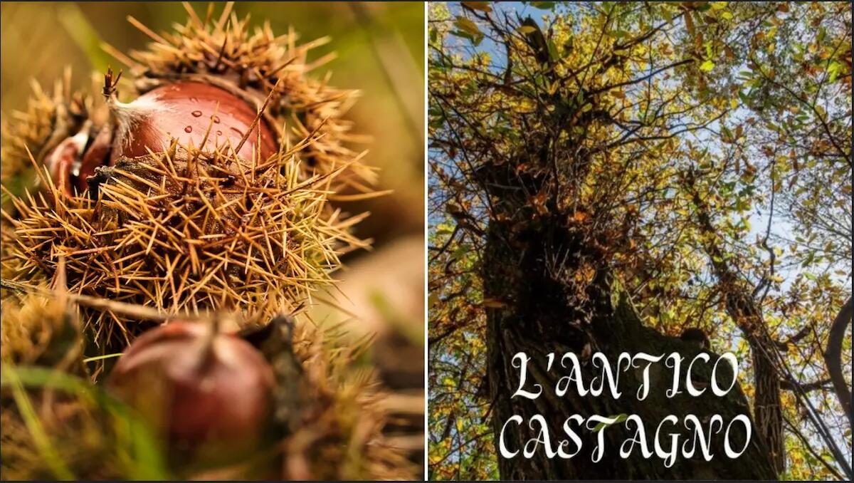 Festa del Castagno Gigante: un weekend di sapori e musica a Tarcetta e Pegliano - 