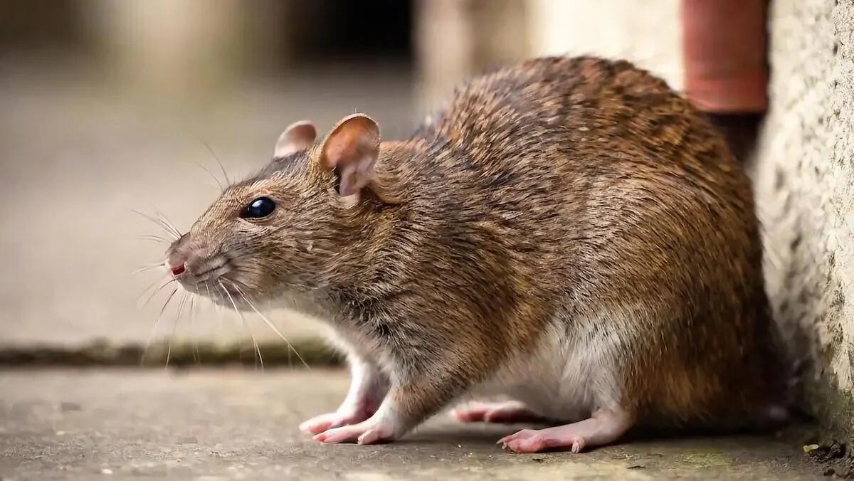 Invasione di topi nelle principali città italiane: un problema in crescita e come risolverlo - 