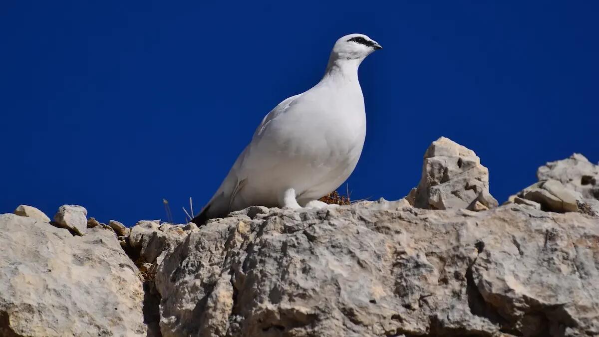 L’ultimo incontro della Dolomiti Mountain School: sfide climatiche in montagna - 