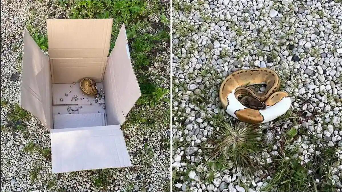 Ritrovamento choc: pitone reale di mezzo metro in giardino - 