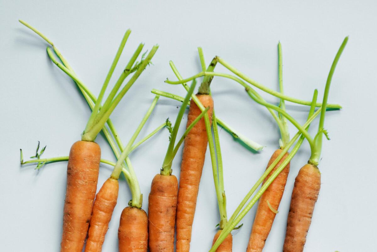 Escherichia coli negli USA: epidemia da carote bio, 39 casi e un decesso - 