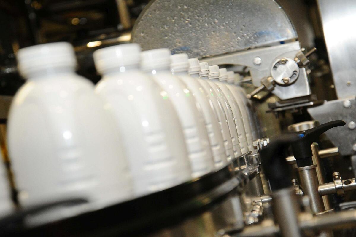 Aviaria nel latte crudo: l'allarme di Bassetti sull'avvicinarsi del pericolo all'uomo - 