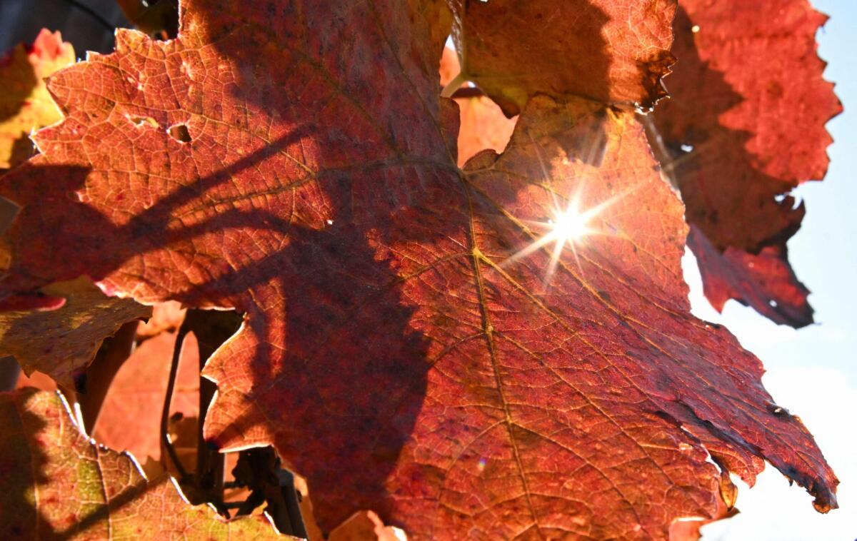 Dal gelo all'autunno mite: ecco le nuove previsioni meteo - 