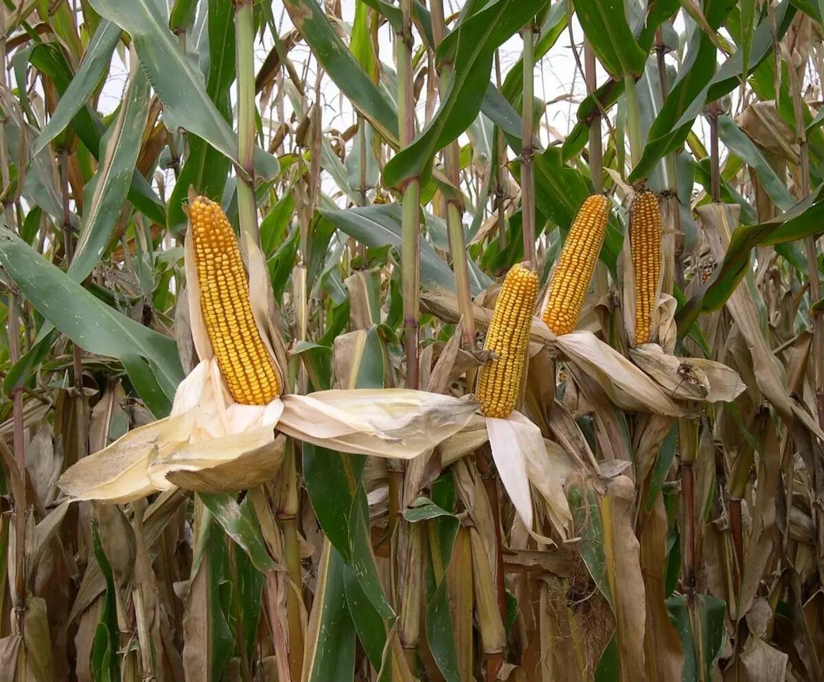 Mais in Friuli Venezia Giulia: un incontro per discutere il futuro della coltura - 