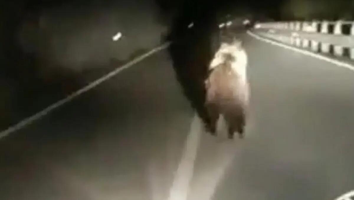 Insegue l’orso con l’auto per fare un video e lo tiene sotto tiro con i fari. «Va sanzionato» - 