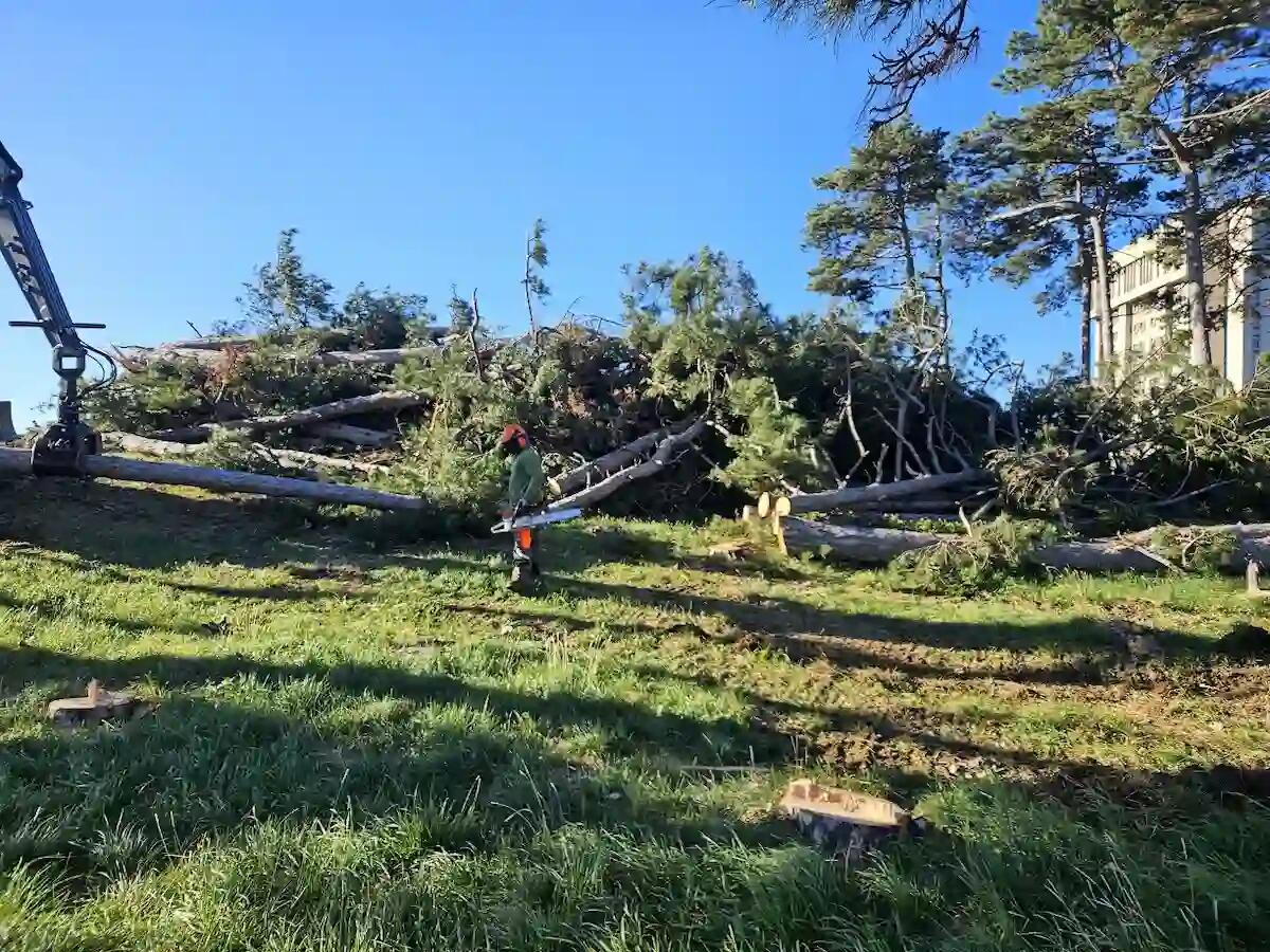 Distruzione della pineta di Cattinara a Trieste: petizioni firmate da oltre 12.000 cittadini - 