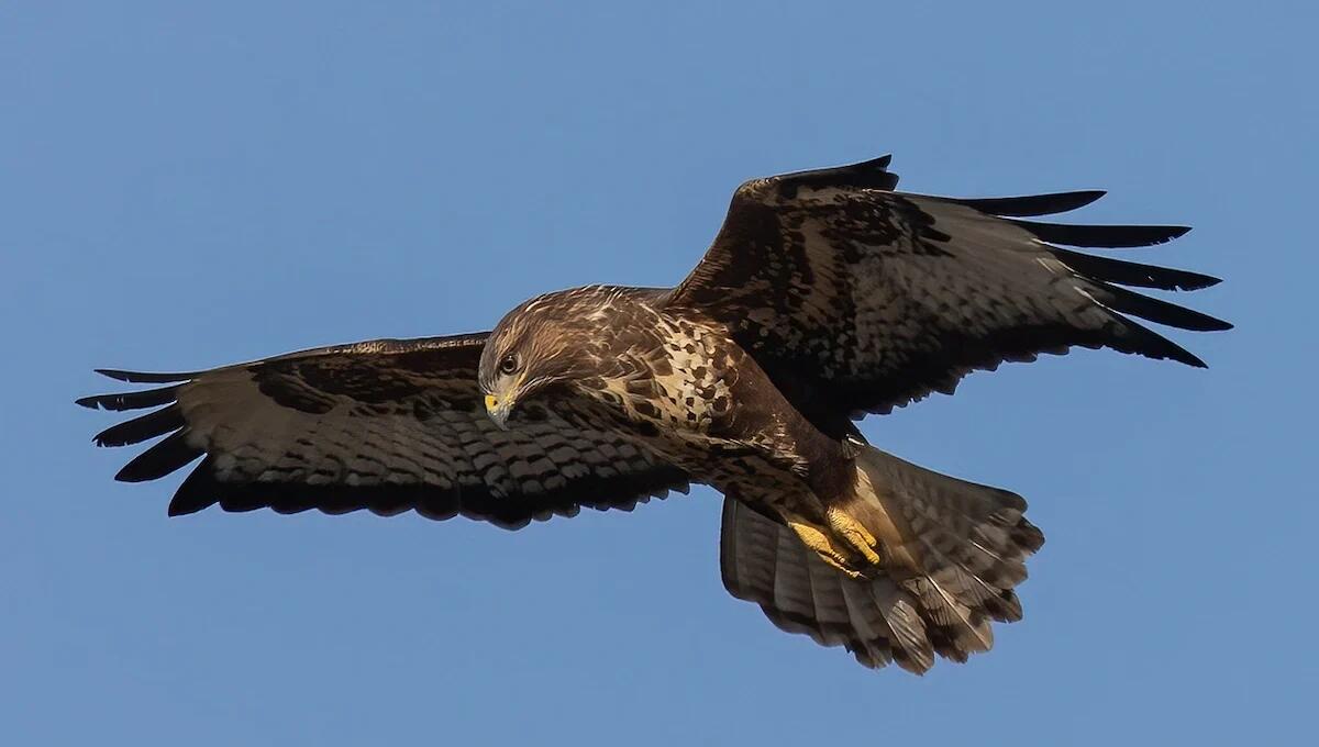 Poiana ferita trovata nella vegetazione durante uno sfalcio: operaio la soccorre e la affida al CRAS - 