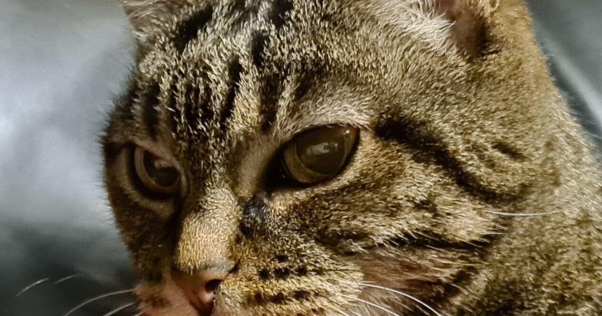 Gatto scappa da casa e si rifugia in un cassonetto, salvato dal tritarifiuti - 