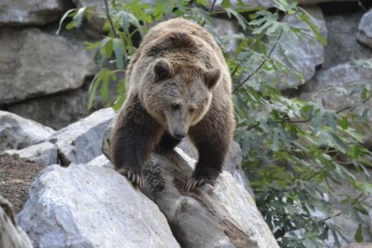 Trento, abbattuto durante la notte l'orso M91: "Considerato pericoloso" - 