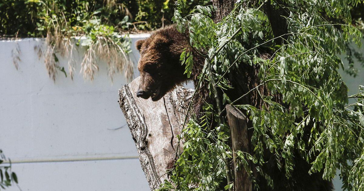 Terzo orso ucciso in Trentino, scoppia la rabbia degli animalisti - 