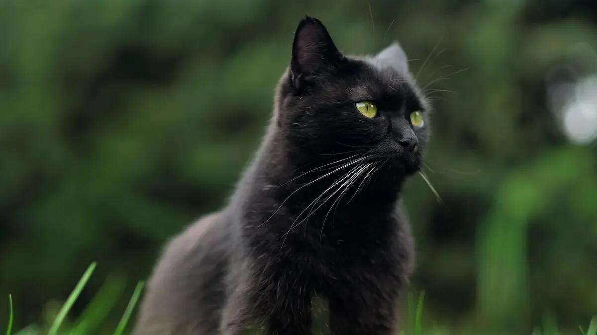 Prende un'arma a pallini di piombo e spara al gatto del vicino: 40enne finisce in tribunale - 