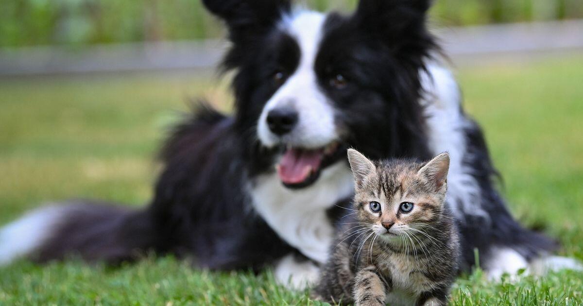 Guida online per proteggere gli animali dai botti di Capodanno - 