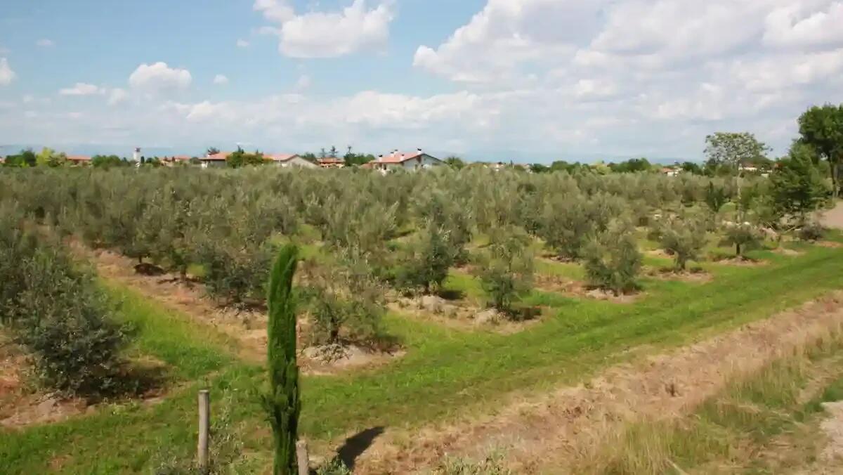 Campagna oleicola 2024: riduzione del 50% nella produzione di olive in Friuli Venezia Giulia - 