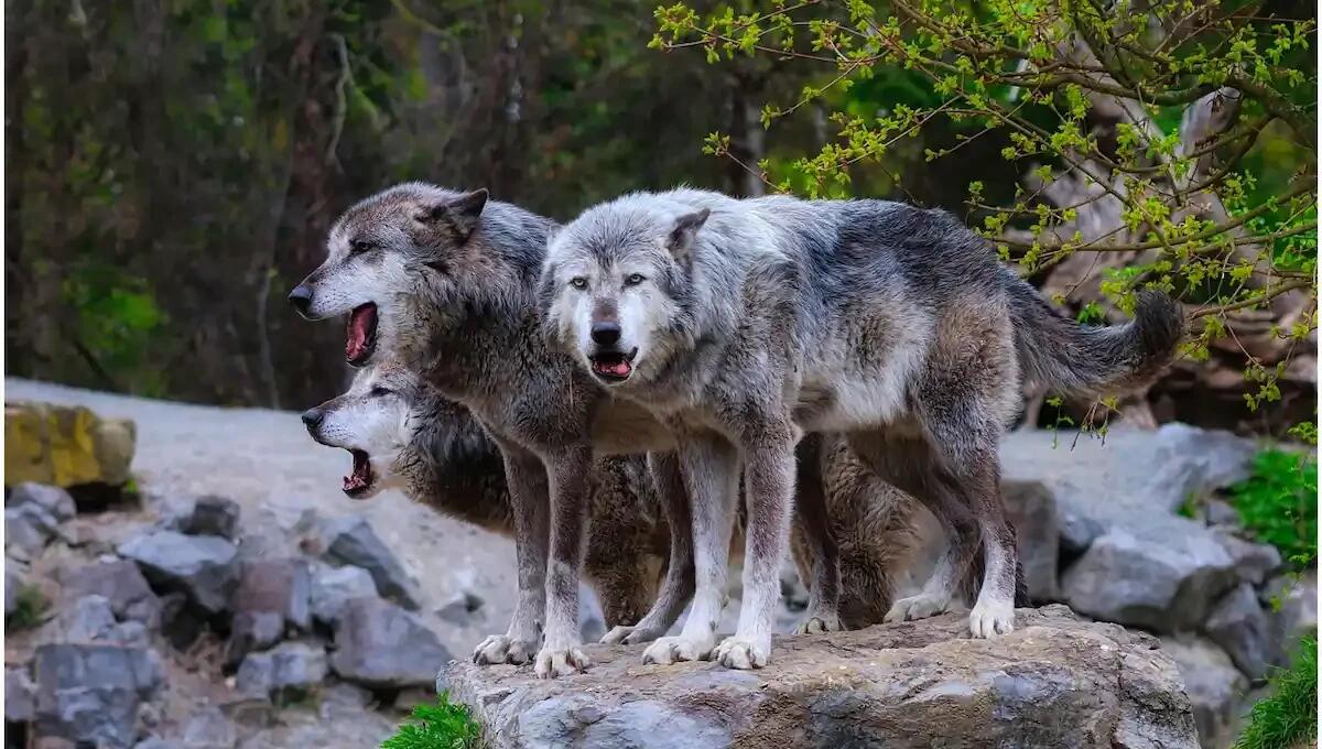 Lupi scavalcano la recinzione alta due metri e aggrediscono gli animali: sbranate 3 caprette - 