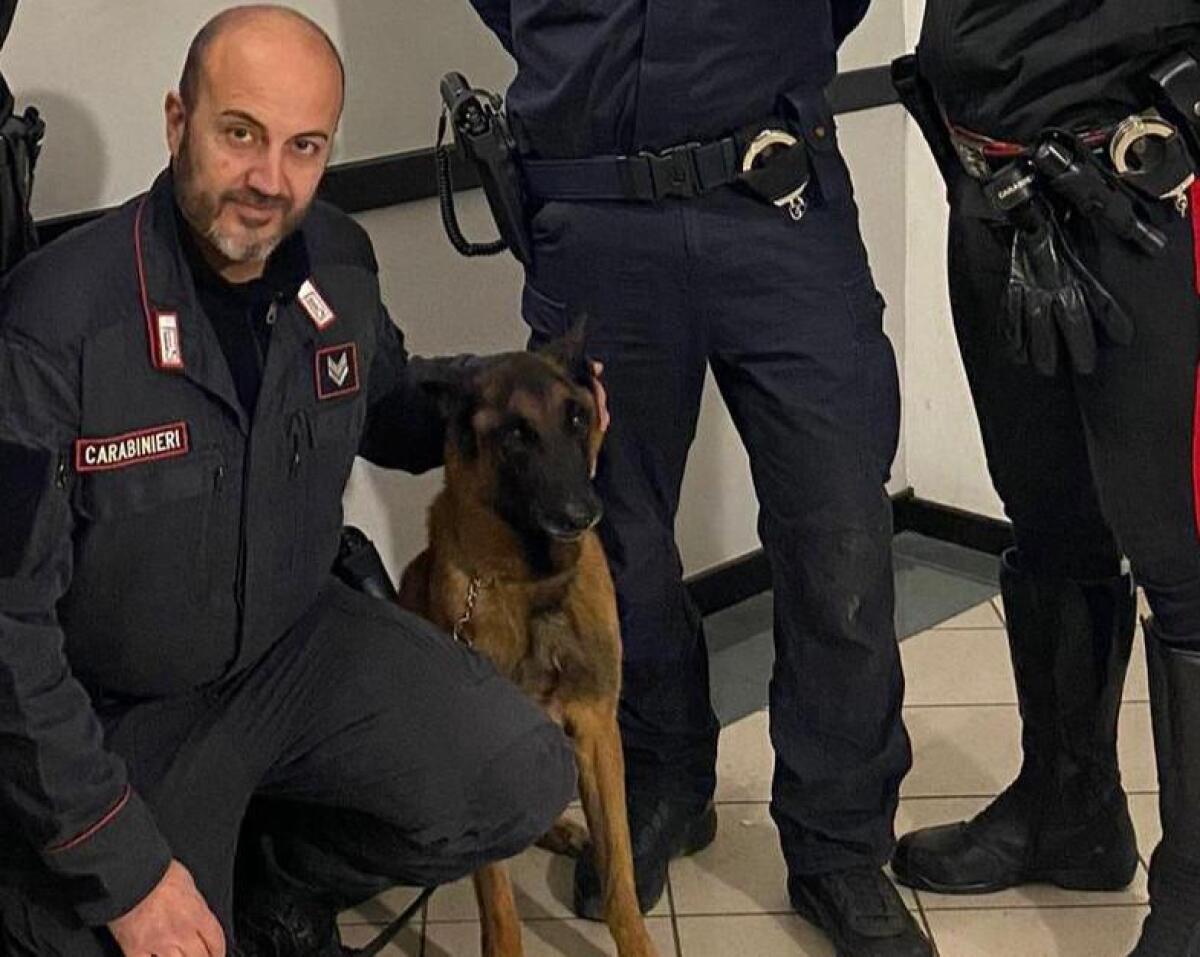 Omicidio Roberto Guerrisi: l'arma del delitto ritrovata grazie al fiuto del cane Cooper - 