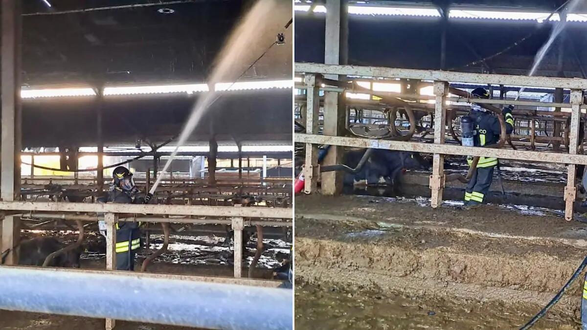 Scoppia l'incendio nell'azienda agricola, diversi bovini morti carbonizzati - 